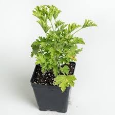 Citronella Plant Seeds for Planting - NON GMO Seeds