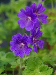 Yellow Geranium Heirloom Non-GMO Seeds for Planting