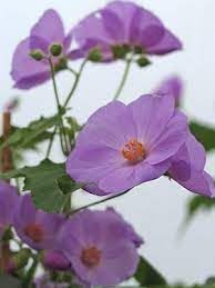Heirloom Non-GMO Purple Abutilon Striatum Flower Seeds for Planting