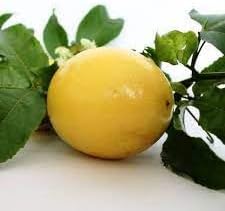 Passionfruit Seed Pack for Tropical Vine Growth and Fruit Production 100 Pcs pcs