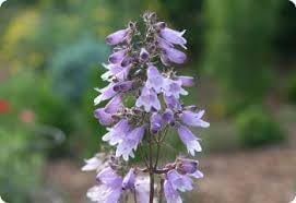 Heirloom Non-GMO Beardtongue Flower Seeds for Garden Planting – Rare Perennial Blooms