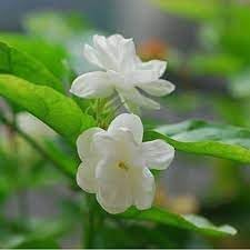 Jasmine Flower Seeds for Planting - NON GMO Seeds