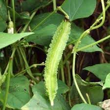 Winged Bean Vegetable Seeds for Planting - 100 Pcs pcs