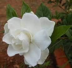 Gardenia Jasminoides Flower Seeds for Garden - 100 pcs