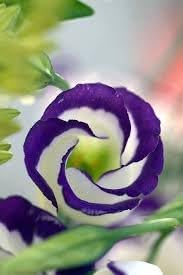 White & Blue Eustoma (Lisianthus) Flower Seeds for Planting - Heirloom, NON-GMO, Easy to Grow