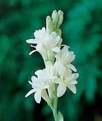 Tuberose Flower Seeds for Planting non gmo seeds -NON GMO Seeds for planting in home garden