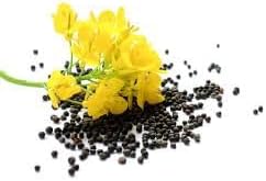 Canola Oil Flower Seeds Heirloom Non GMO Planting - 100 pcs for planting in home garden