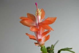 Christmas Cactus Flower Seeds for Planting - NON GMO Seeds