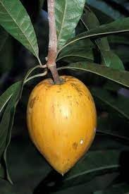 Campechiana Fruit Seeds for Growing Rare and Delicious Tropical Fruits 100 Pcs pcs