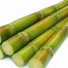 Sugarcane fruit seeds for planting