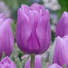 Lavender Shade Tulip Flower Seeds for Planting – Vibrant Blooms, Non-GMO, Heirloom Seeds for planting in your garden.