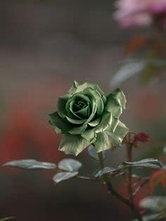 Army Green Rose Heirloom Non-GMO Seeds for Planting for planting in home garden