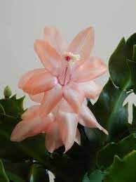 Heirloom Non-GMO Schlumbergera Flower Seeds for Planting – Christmas Cactus Blooms