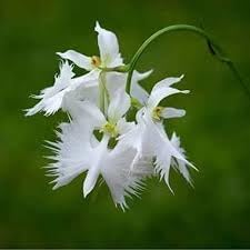Aigrette Orchid Plant Seeds for Planting - 100 pcs