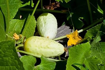 Blonde Cucumber Cucumis sativus seeds for garden planting