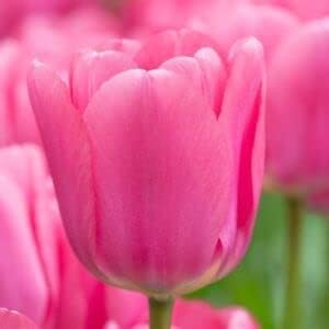 Pink Tulip Flower Seeds for Planting ƒ?? Vibrant, Heirloom, Non-GMO, Garden Flowers