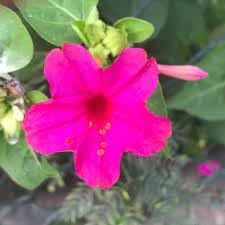 Magenta Flower Seeds Heirloom Non GMO Planting - 100 pcs