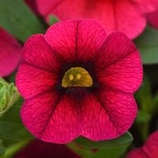 Deep Pink Calibrachoa Flower Seeds for Planting -Heirloom & Non-GMO Seeds for planting