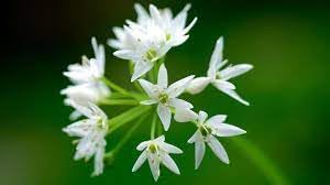 Ramsons Flower Seeds for Planting – Organic, Heirloom, Non-GMO Wild Garlic Seeds for planting in your garden.