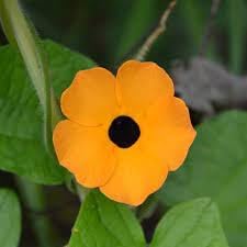 Organic Heirloom Non-GMO Thunbergia Seeds for Planting – Climbing Vine Blooms