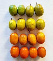 Sessiliflorum Fruit Seed Pack for Unique and Hardy Fruits 100 Pcs pcs