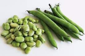 Fava Bohnen Seeds for Planting heirloom & Non-GMO Seeds