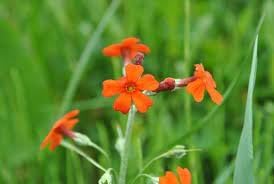 Cockburniana Flower Seeds for Planting - 100 Pcs pcs