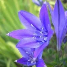Fabiola Flower Seeds for Planting, NON GMO Seeds