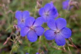 Cranesbill Geranium Flower Seeds for Planting - Heirloom & Non-GMO Seeds