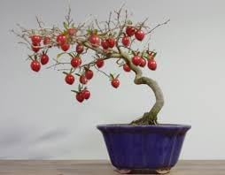 Passion Fruit Seeds for Tropical, Exotic Vines and Fruits 100 Pcs pcs