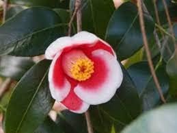 Red White Camellia Flower Seeds – Non-GMO, for Garden and Decorative Planting