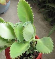 Organic Kalanchoe Plant Seeds for Planting ƒ?? Heirloom, Non-GMO