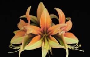 Orange-Green Hippeastrum Flower Seeds ƒ?? Heirloom Non-GMO Amaryllis Seeds for Tropical Garden Color