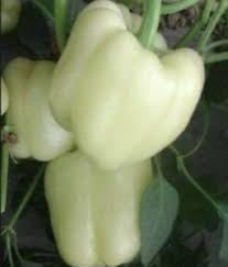 Bell Pepper Seeds for Planting - 100 Pcs pcs