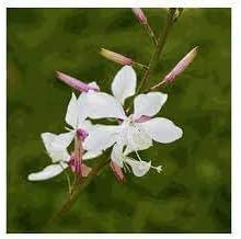 Gaura Flower Seeds for Planting, 100 pcs