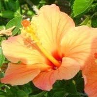 Heirloom Non-GMO Hibiscus Flower Seeds for Planting ƒ?? Light Orange Blooms, Tropical and Vibrant for planting in your garden.