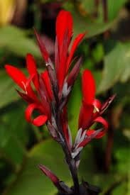 Canna Plant Seeds for Garden Planting - NON GMO Seeds