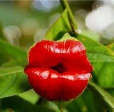 Heirloom Non-GMO Lips Flower Seeds for Planting – Unique Lip-Shaped Blooms for Exotic Gardens - Non-GMO for planting in home garden
