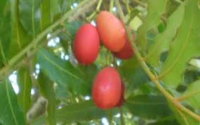 Harpephyllum Caffrum Fruit Seeds for Growing Exotic and Resilient Trees 100 Pcs pcs