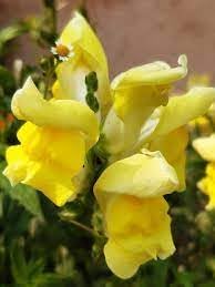 Snapdragon Golden Flower Seeds for Garden Planting - NON GMO Seeds