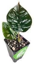 Heirloom Alocasia Plant Seeds, Non-GMO Exotic Foliage for Planting