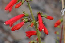 Heirloom Non-GMO Penstemon Eatonii Flower Seeds for Planting – for Drought-Tolerant Gardens