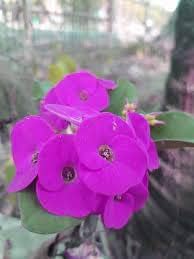 Heirloom Violet Euphorbia Milii Flower Seeds for Planting, Non-GMO