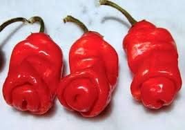 Peter Pepper Vegetable Seeds – Red Hot Chili Pepper Variety 100 Pcs pcs