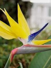 Strelitzia Flower Seeds in Yellow for Planting - 100 pcs