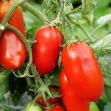San Marzano Tomato Vegetable Seeds for Planting - 100 Pcs pcs
