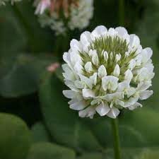 Dutch Flower Seeds for Planting ƒ?? Organic, Heirloom, Non-GMO Mixed Bulb Bloom Seeds