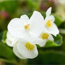 Fibrous Begonia Flower Seeds for Planting - NON GMO Seeds