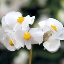 Fibrous Begonia Flower Seeds for Planting - NON GMO Seeds