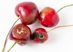 Ardisia Crenata Fruit Seeds - A Decorative Plant with Vibrant Fruits 100 Pcs pcs